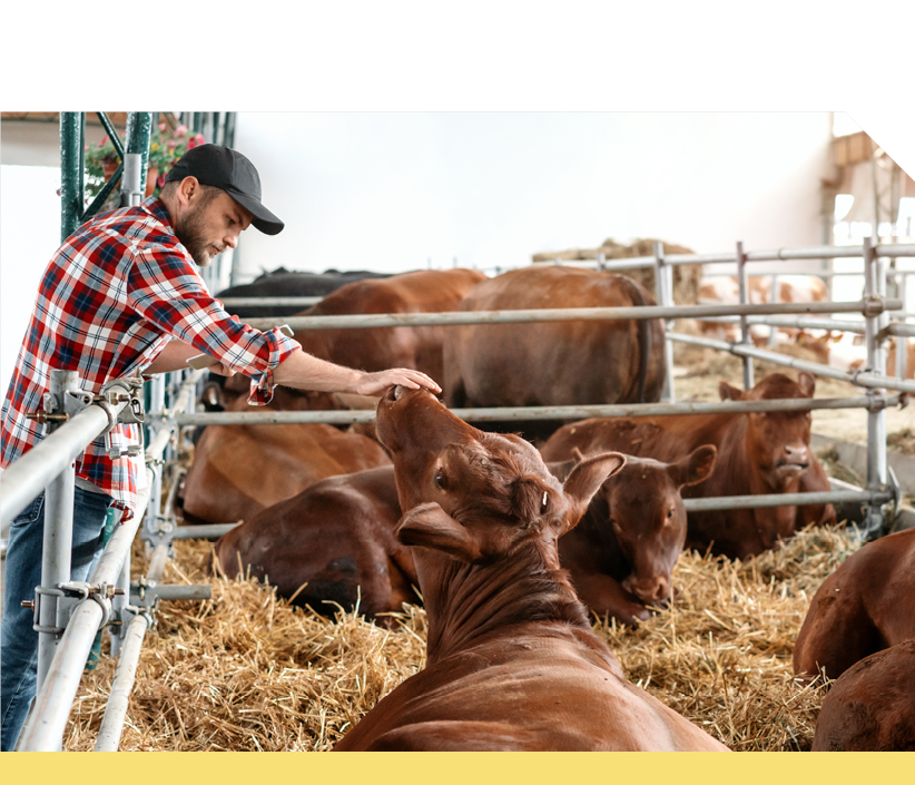 Livestock Health