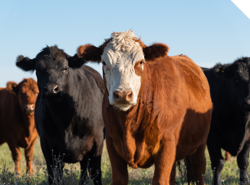 Pet & Livestock Protection