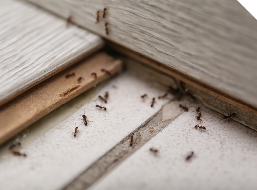 Residential Management