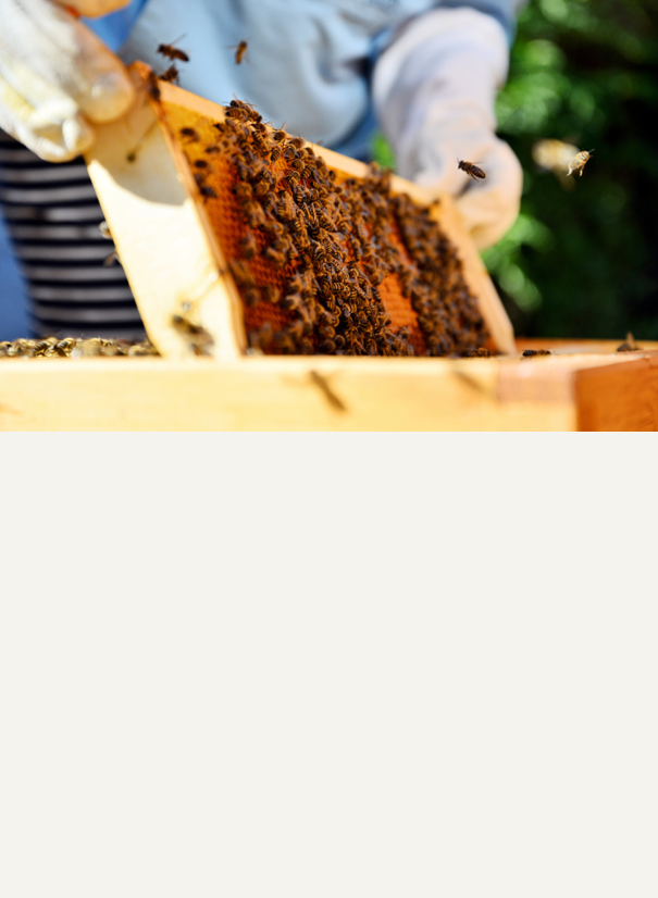 Bee keeping