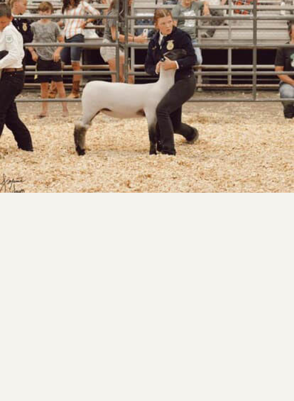 Lamb