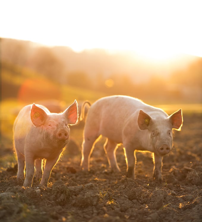 category block image