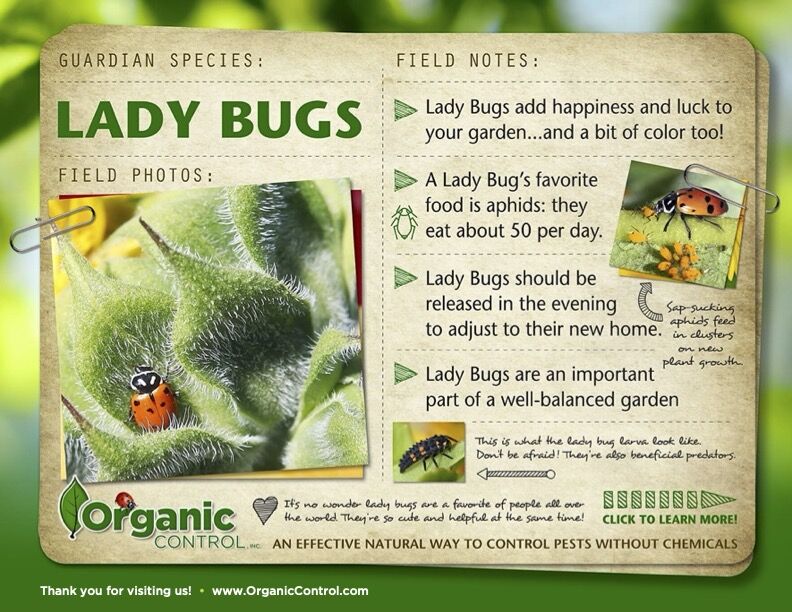 Live Ladybug Lacewing Combo Pack