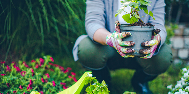 Home & Garden Category Image